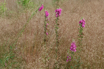 Blooming Common foxglove amidst dry Wavy hair-grass  © Matauw