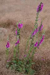 Blooming Common foxglove amidst dry Wavy hair-grass 