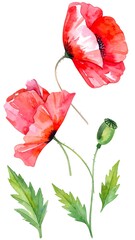 Watercolor poppy illustration