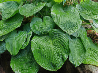 Big leaves green background with a rain drops