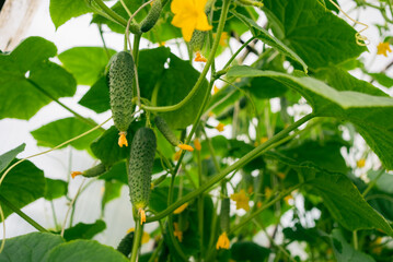Verdant cucumber vines stretching across greenhouse interior, bearing green fruits among bright yellow blossoms and dense foliage, representing controlled agricultural cultivation