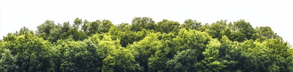 On a transparent background, a grouping of rich green trees is presented in high resolution