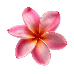 pink frangipani flower isolated [Transparent Background PNG].
