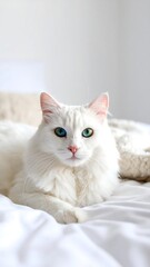 White cat on bed with two-toned eyes