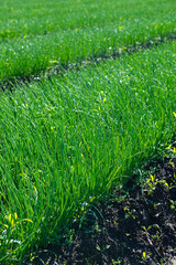 Plantações agrícolas na cidade de Urubici, na serra catarinense