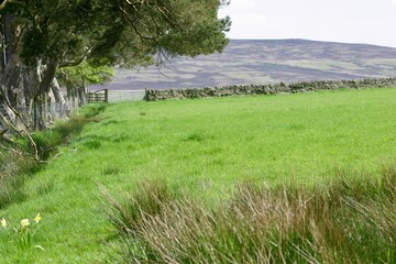 Tranquil rural landscape with green pasture, dry stone wall, and moorland in the distance. Peaceful countryside scene framed by tree branches on a bright spring or summer day.