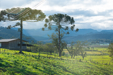 Plantações agrícolas na cidade de Urubici, na serra catarinense