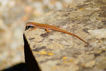 Cute brown yellow lizard on a stone in a sunny day. Selective focus.