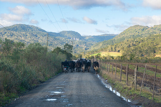 Passando a boiada nos campos e lavouras da serra catarinense