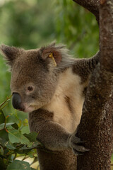 koala in tree