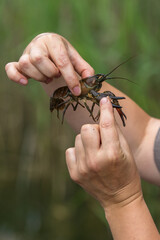 A close-up photograph of a man's hands holding a live crayfish. The man is holding the crayfish so as not to be bitten by its claws. The image shows details of the crayfish's shell and antennae.
