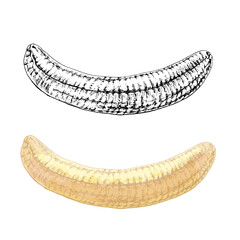 Banana whole without peeled. Vintage vector hatching color illustration