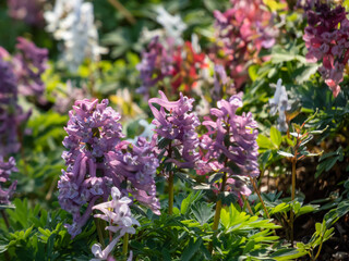 Close-up of the fumewort or bird-in-a-bush (corydalis solida) flowering with narrow, long-spurred purple flowers in spring