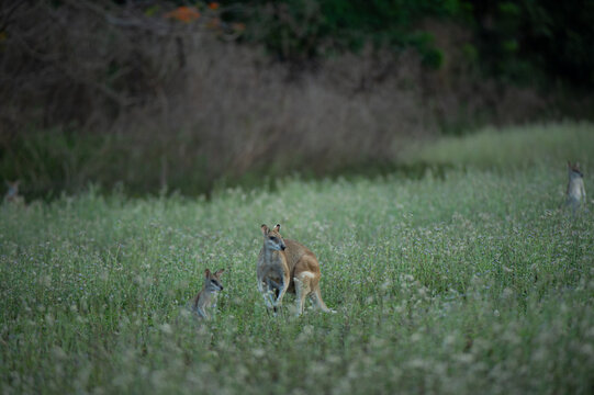 deer in the grass