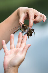 A close-up photograph of a man's hands holding a live crayfish. The man is holding the crayfish so as not to be bitten by its claws. The image shows details of the crayfish's shell and antennae.

