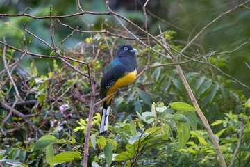 Black-Headed Trogon Perched On Branch