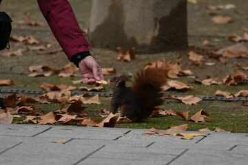 Squirrel, Campo Grande Park, Valladolid, Castilla y Leon, Spain