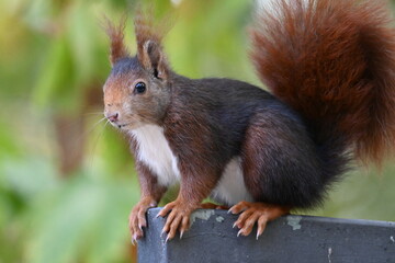 squirrel in the park