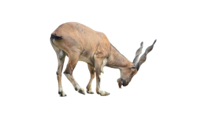 Markhor (Capra falconeri) PNG. Majestic Wild Goat and National Animal of Pakistan for Wildlife, Mountain, and Cultural-Themed Designs. Transparent Background.