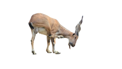 Markhor (Capra falconeri) PNG. Majestic Wild Goat and National Animal of Pakistan for Wildlife, Mountain, and Cultural-Themed Designs. Transparent Background.