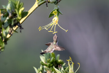 Hummingbird Feeding From Yellow Flower