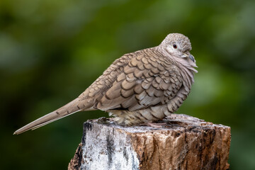 Inca Dove Perched On Stump