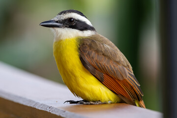 Great Kiskadee Close Up Portrait