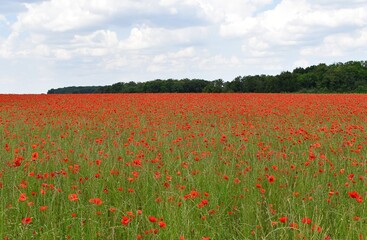 Paysage au champ de coquelicots, field poppies, sous un ciel nuageux.
