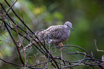 Inca Dove Perched On Wire