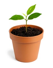 Young plant in terracotta pot