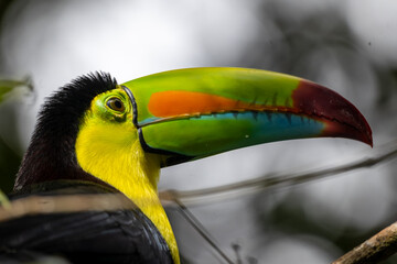 Keel-Billed Toucan Close Up Portrait