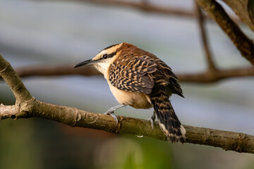 Rufous-Naped Wren Perched on Tree Branch