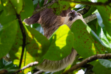 Two-Toed Sloth Peeking Through Foliage 