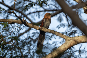 Squirrel Cuckoo Perched On Forest Branch