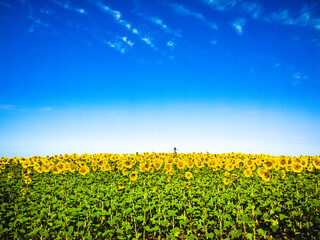 A bright field of sunflowers under a clear blue sky with light clouds. Perfect for nature and inspiration.