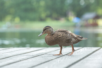 A horizontal close-up photo of a young duck standing on a wooden pier. The bird is looking to the left, to the side, and in the background you can see a blurry lake and green trees.
