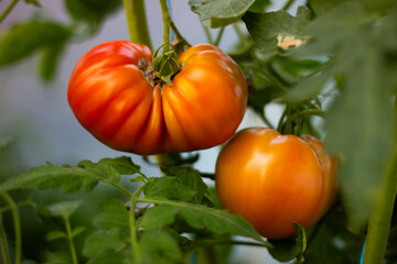 Two ripe oxheart tomatoes on the vine in a greenhouse, surrounded by lush foliage. Ideal for themes of organic farming, healthy eating, and sustainable agriculture.