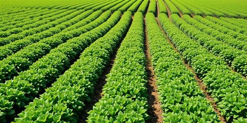 Lush green summer farmland, rows of thriving crops,  day,  landscape