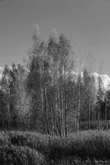 A vertical black and white photograph showing a grove of young birches with thin, bare trunks. The photo creates a feeling of freshness and space.
