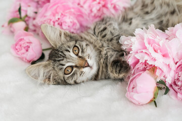 Adorable tabby kitten lies among lush pink peonies on white surface