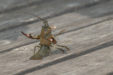 a crayfish standing on its hind legs on a wooden pier. The crayfish has its claws spread wide and raised in an aggressive or defensive pose, as if preparing to attack.
