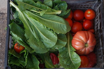 Cretan bounty: a crate of fresh, organic heirloom tomatoes and crisp romaine lettuce, harvested from a sun-drenched Greek garden.