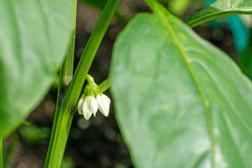 Macro close-up of a delicate white flower from a sweet pepper plant in nature