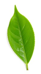 Obraz premium Single Green Tea Leaf