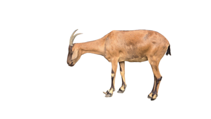 Alpine Goat (Capra aegagrus hircus) PNG. Hardy Mountain Livestock Element for Farming, Dairy, and Nature-Themed Designs. Transparent Background.