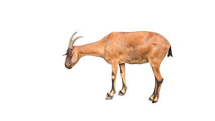 Alpine Goat (Capra aegagrus hircus) PNG. Hardy Mountain Livestock Element for Farming, Dairy, and Nature-Themed Designs. Transparent Background.