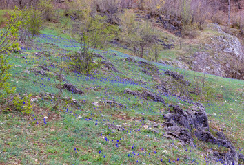 the first spring flowers, outdoor walks in a nature park with an overview of the area