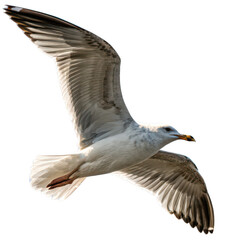 Obraz premium Photo of a seagull flying with its wings spread wide, isolated on transparent background