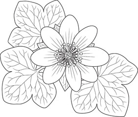 Line Art Flower, Botanical Line Drawing, Simple Flower Illustration, Black and White Floral Design, Elegant Flower Sketch