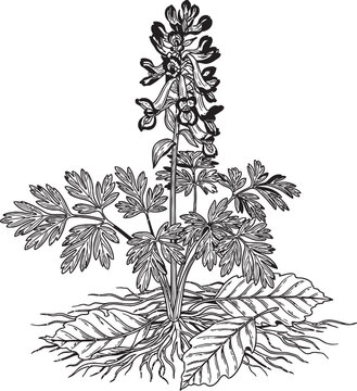 Black and White Flower Illustration, Botanical Line Drawing, Floral Sketch, Monochrome Plant Art, Hand-Drawn Flower Graphic